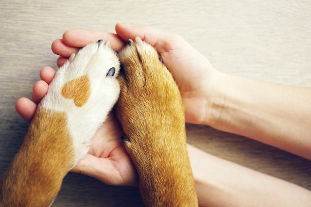clinical animal behaviourists providing support