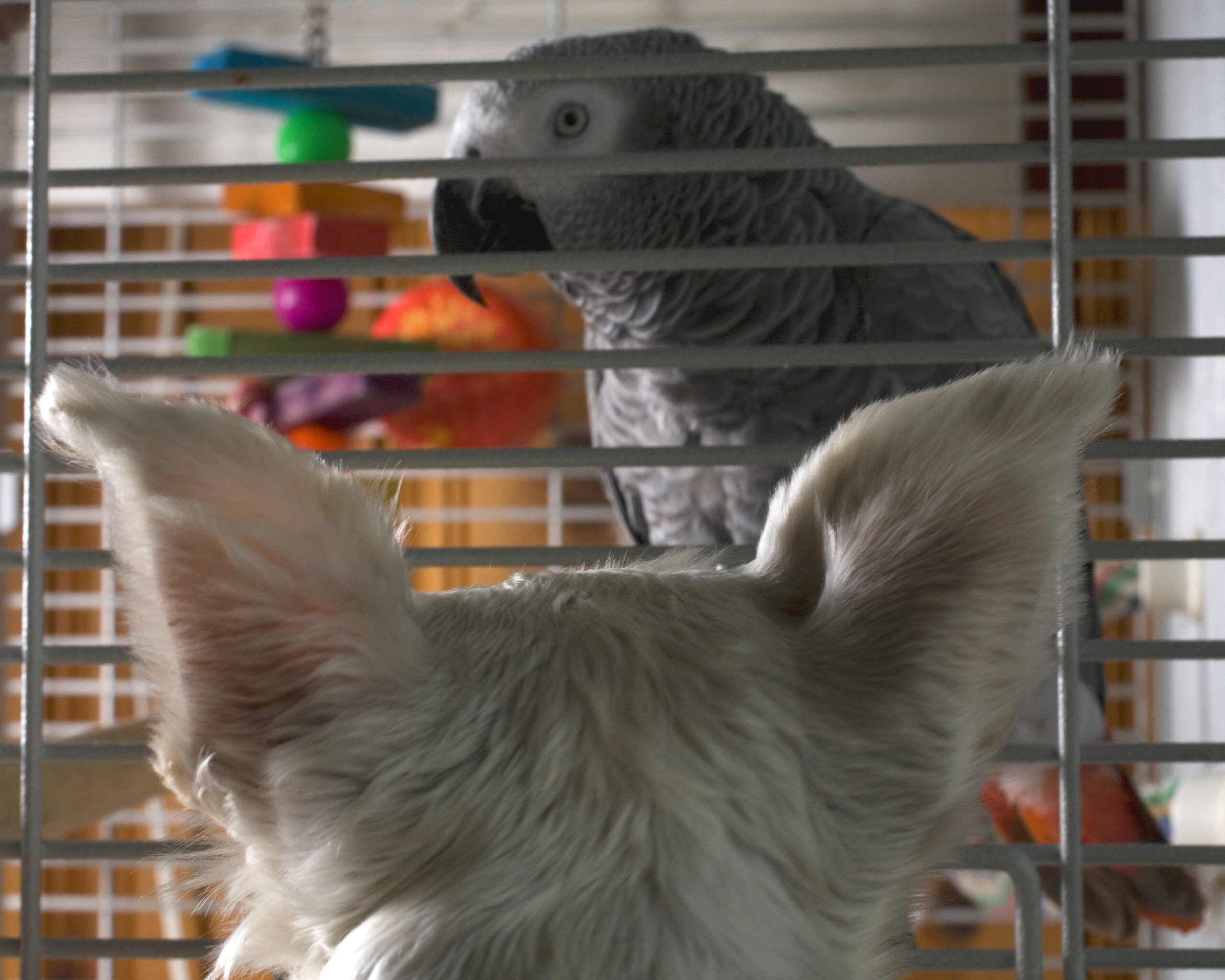 African Grey and a dog