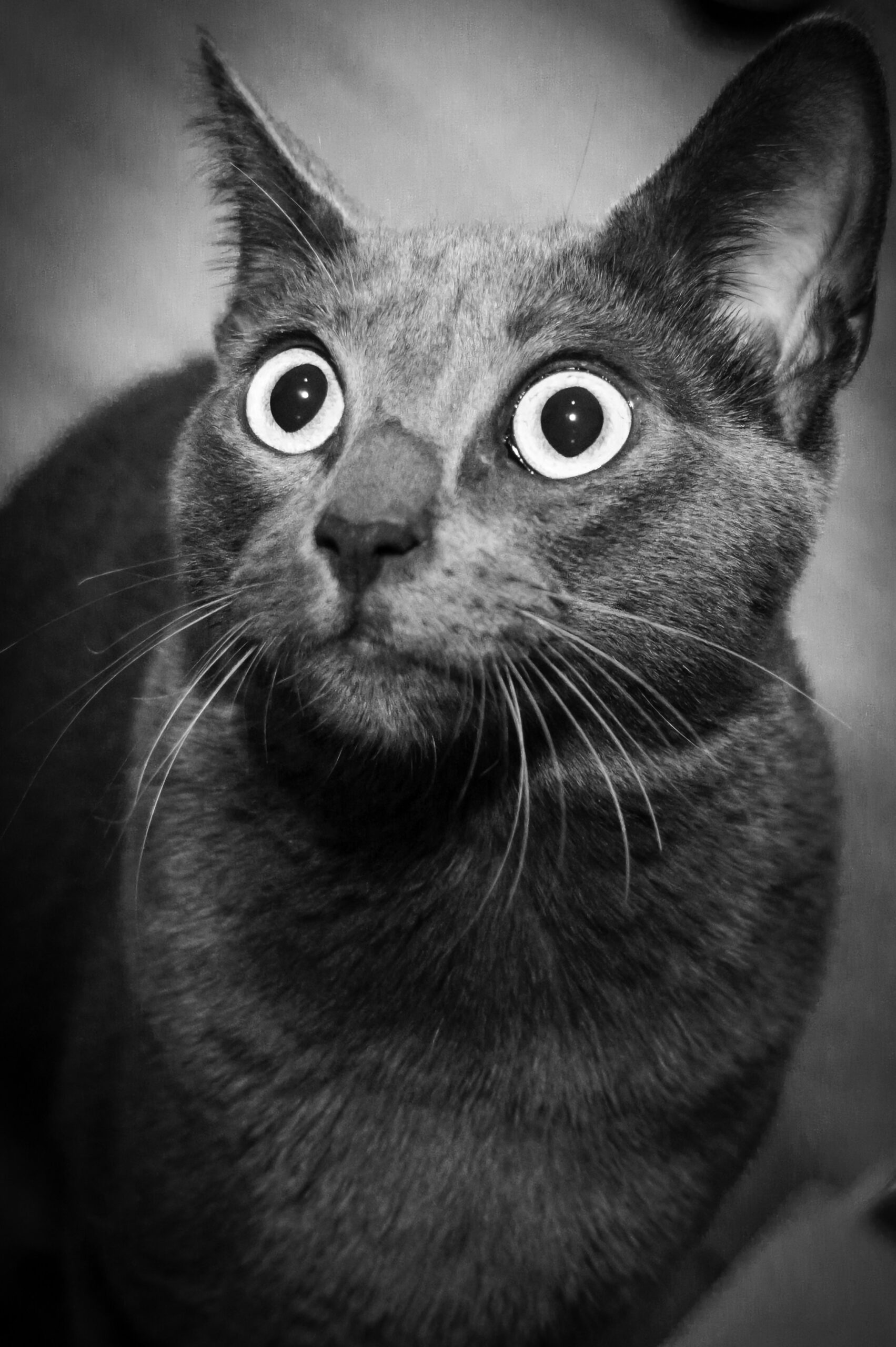 cat-big-eyes