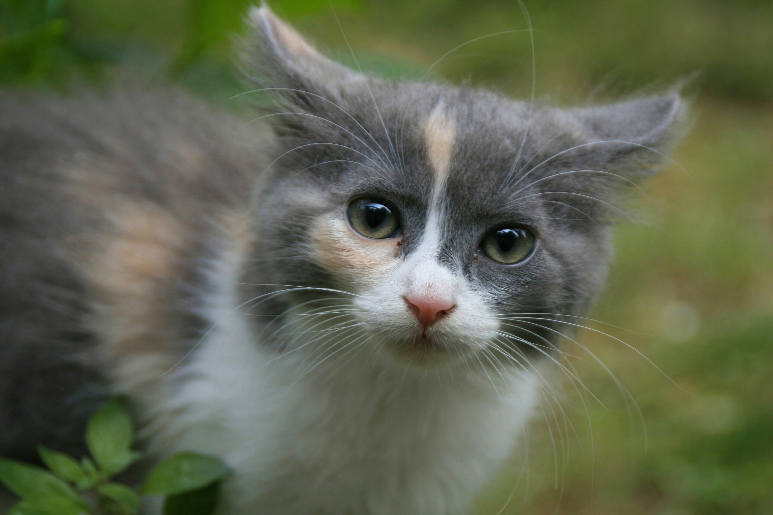 cat-ears-back