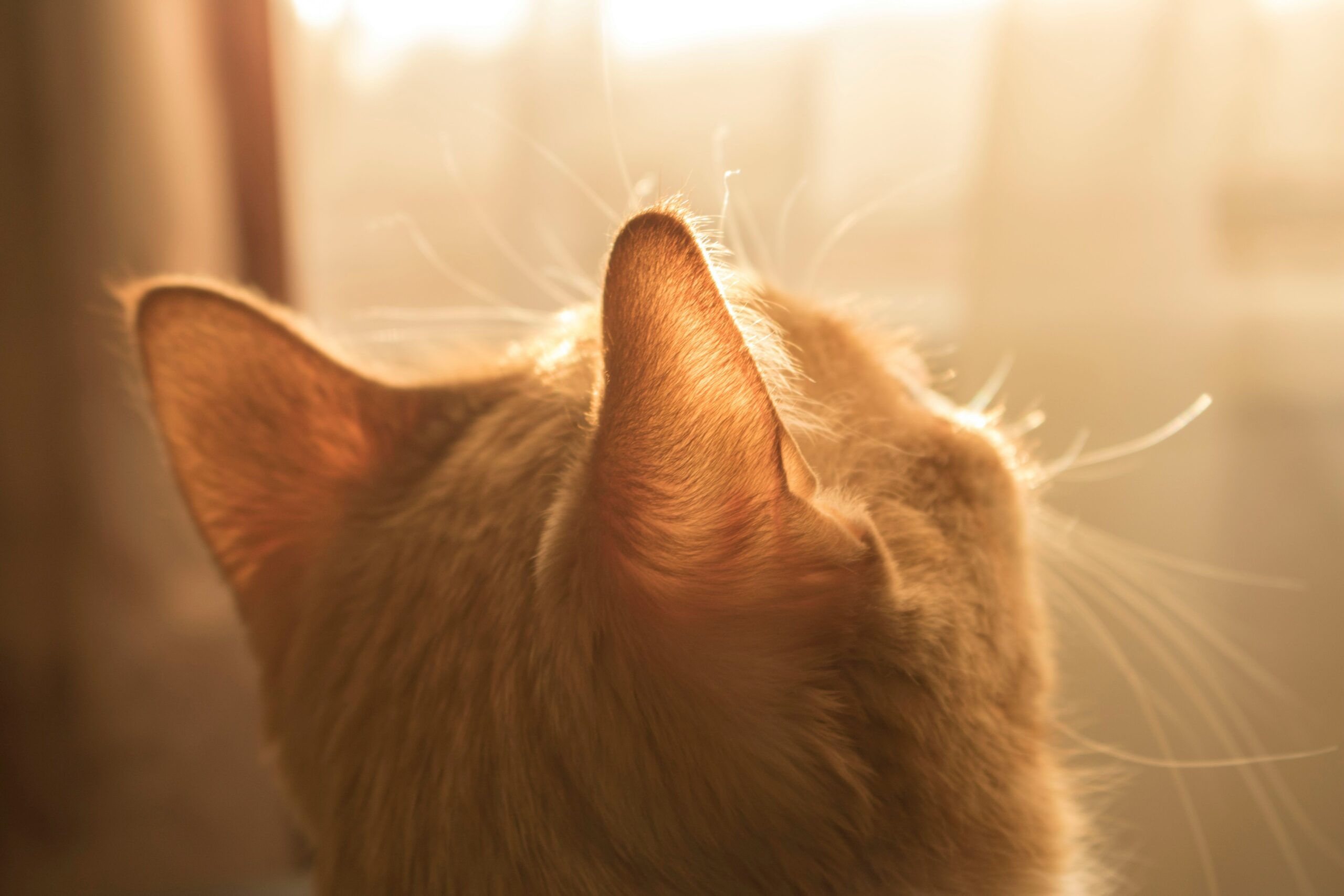 cat-ears