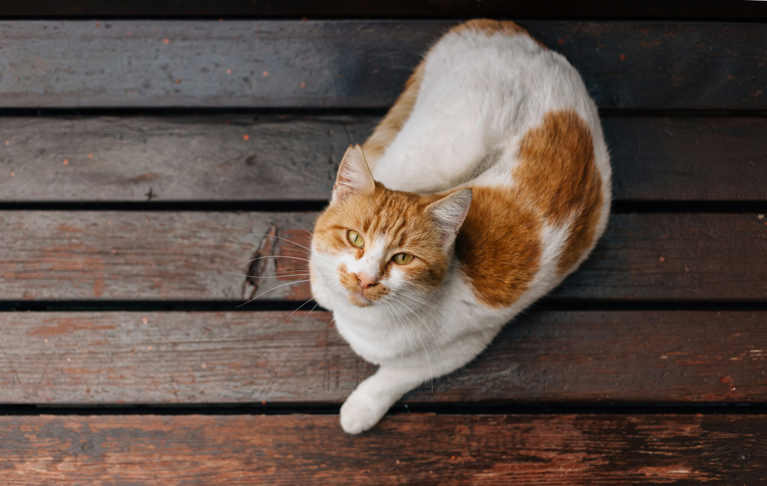 cat-look-up