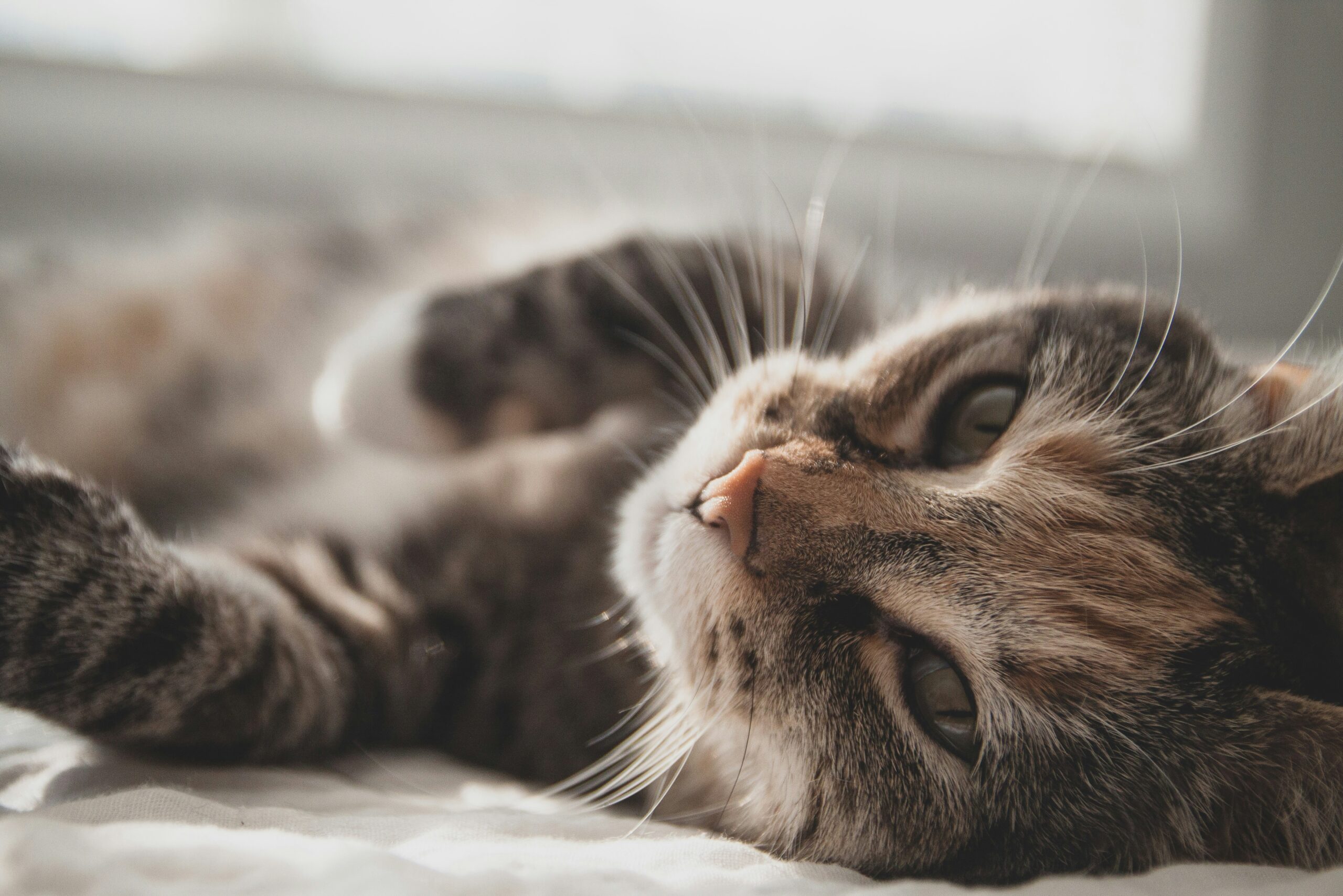 cat-relaxed-paw-up