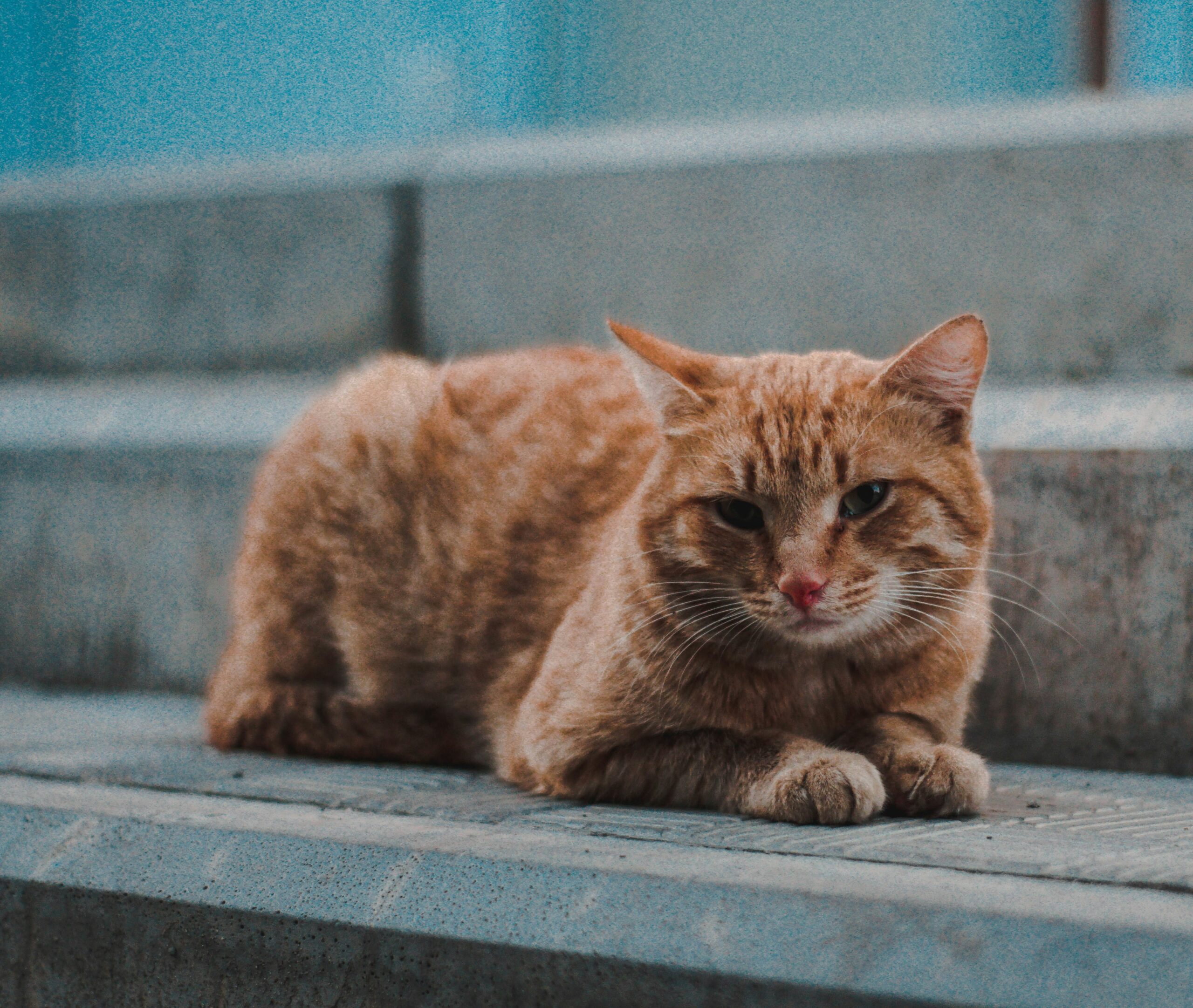 cat-relaxed