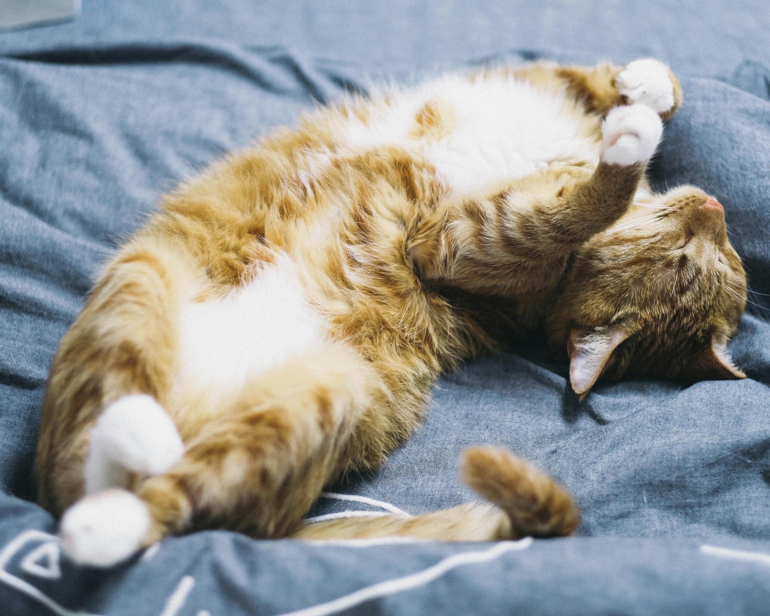 cat-roll-back