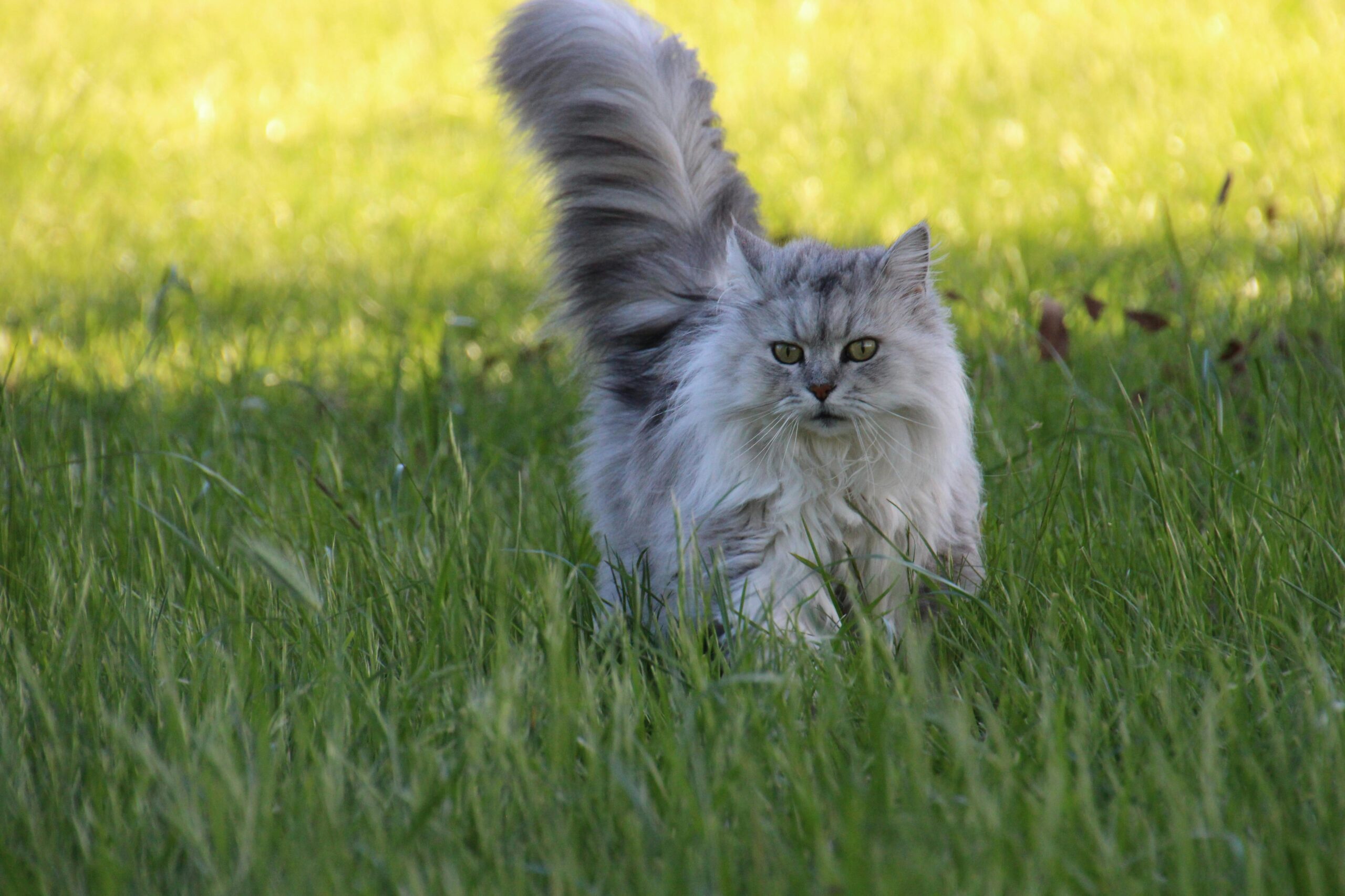 cat-tail-up