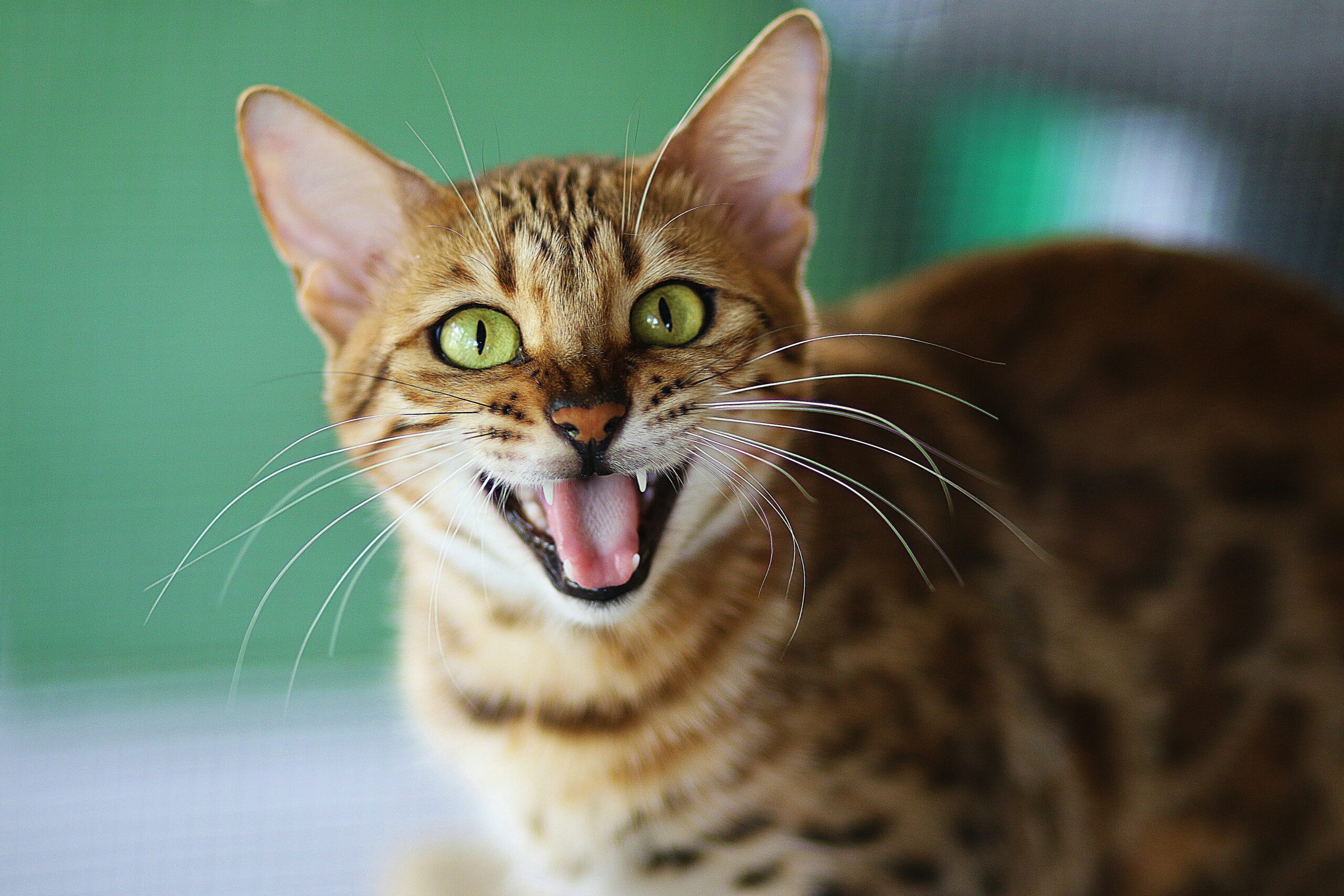 cat-vocalise