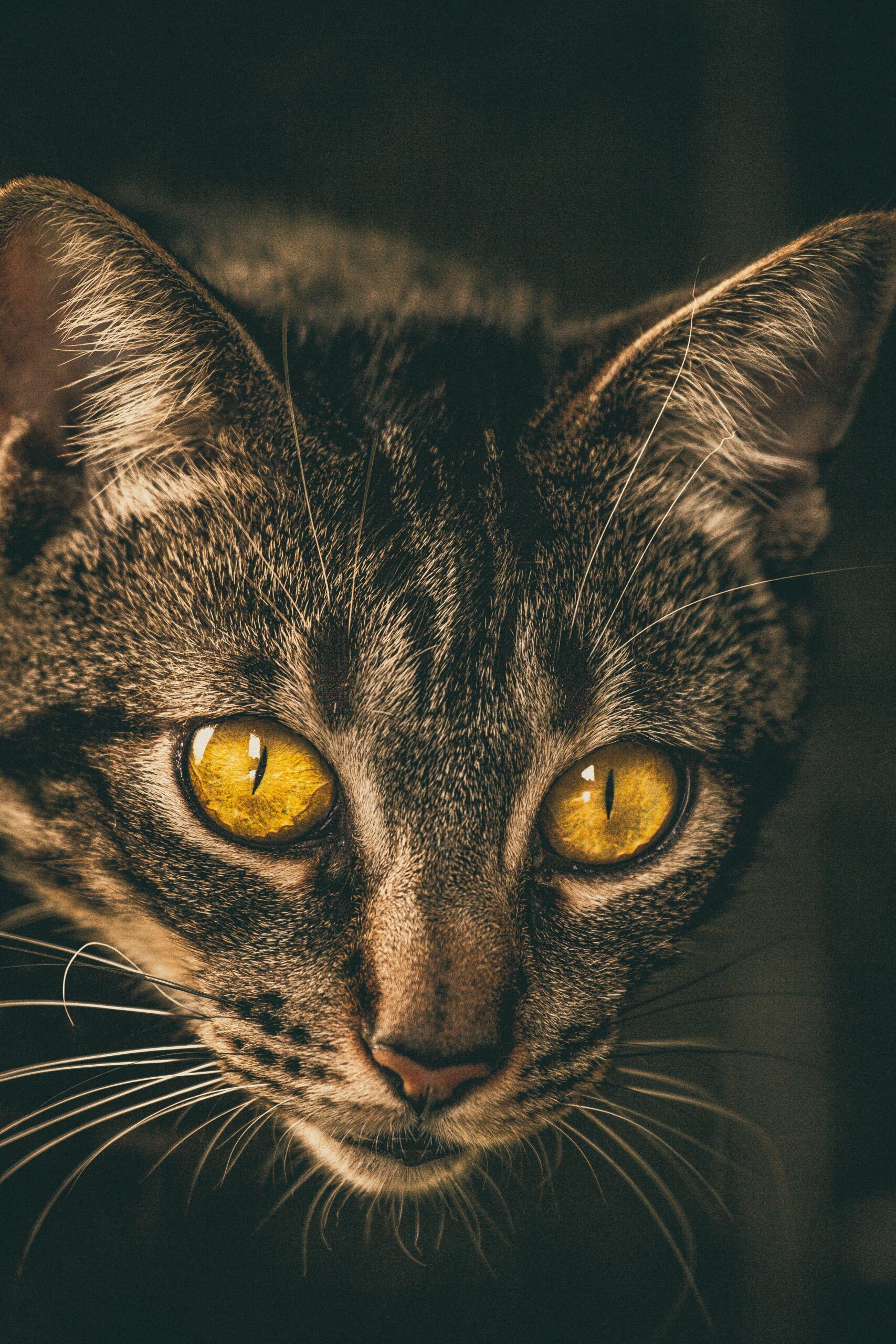 cat-whiskers