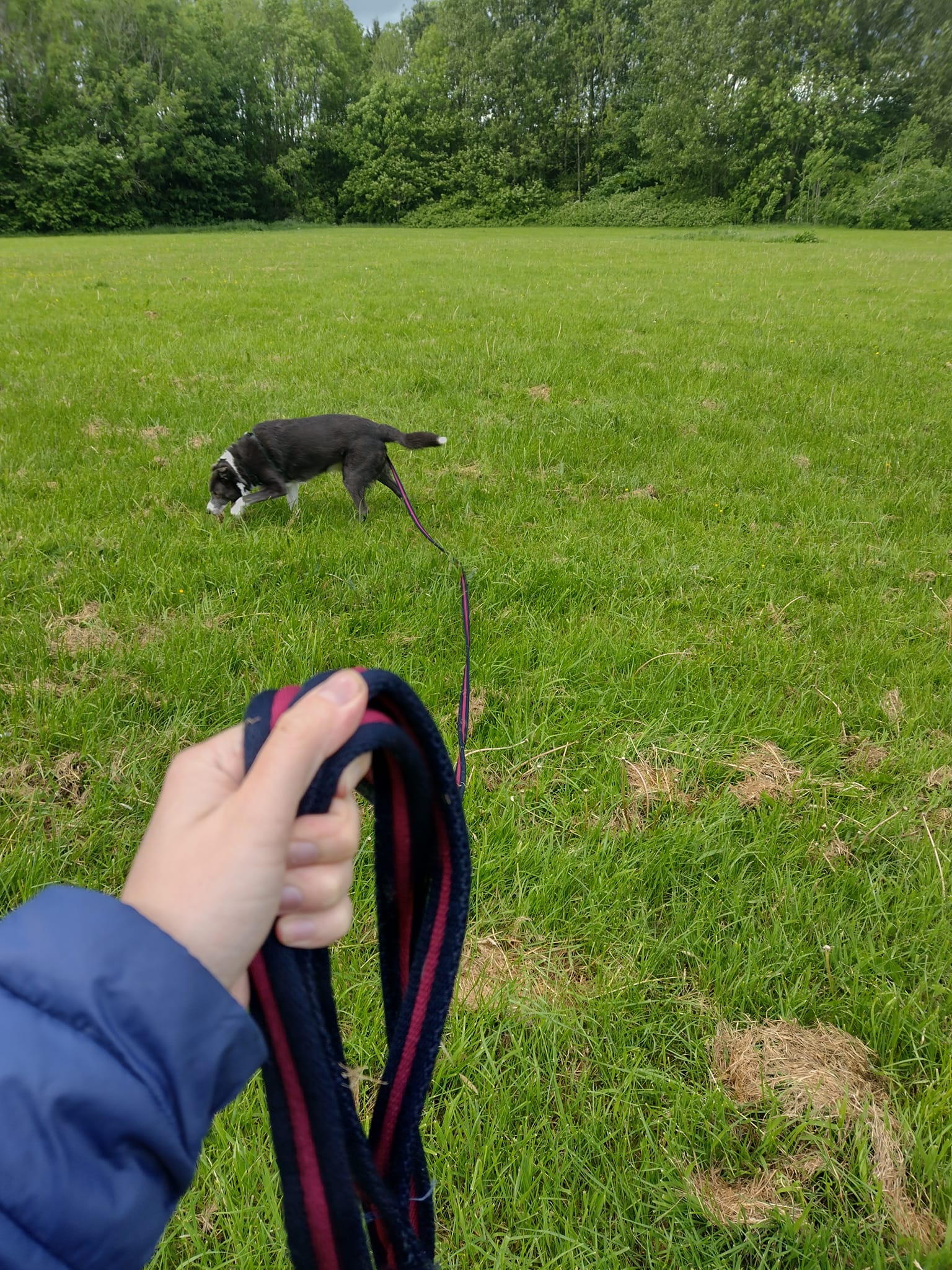 A grey dog being walked on a long line in a field.