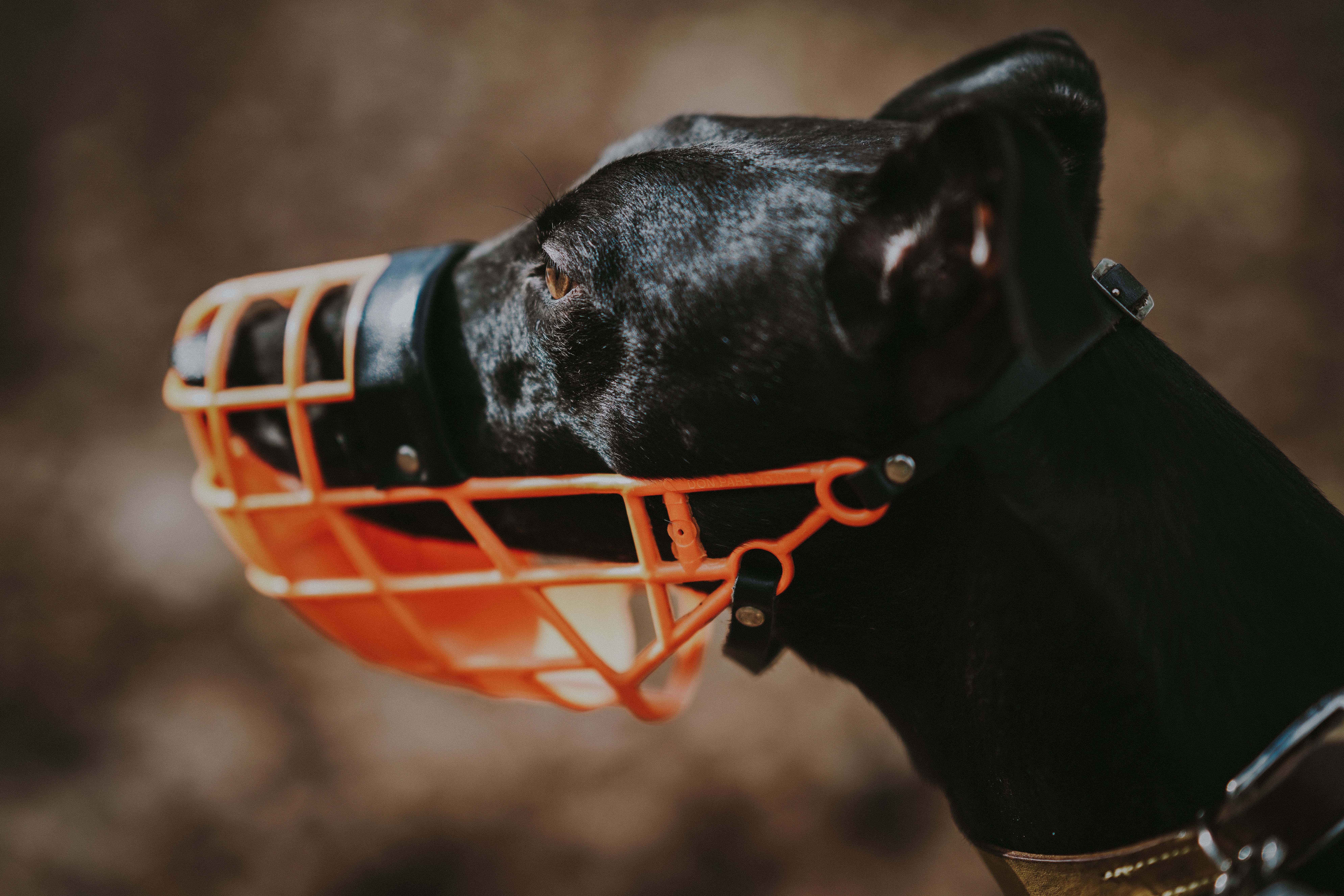 A black dog wearing an orange basket muzzle.