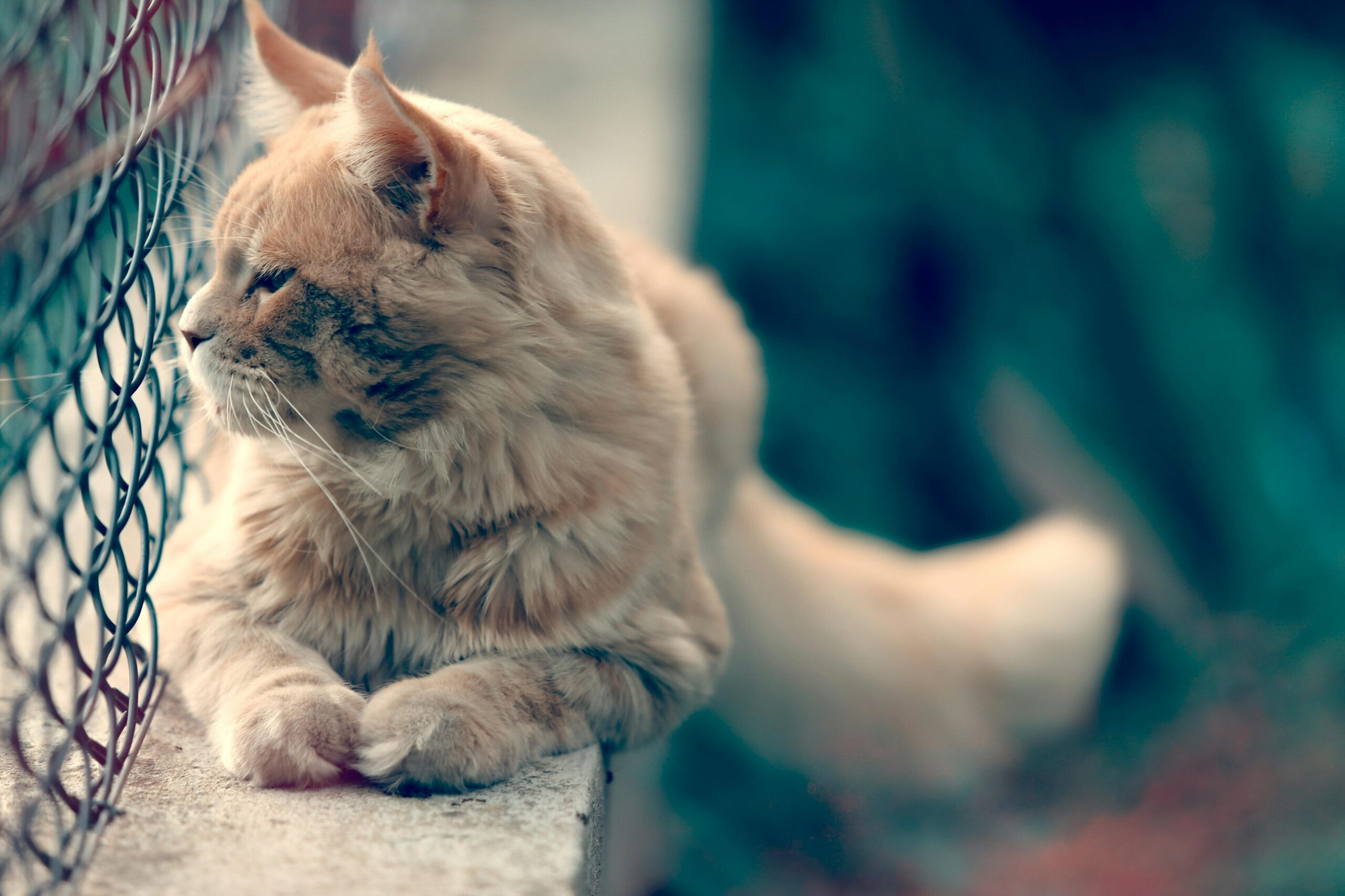A ginger cat sitting on a ledge looking through a fence.