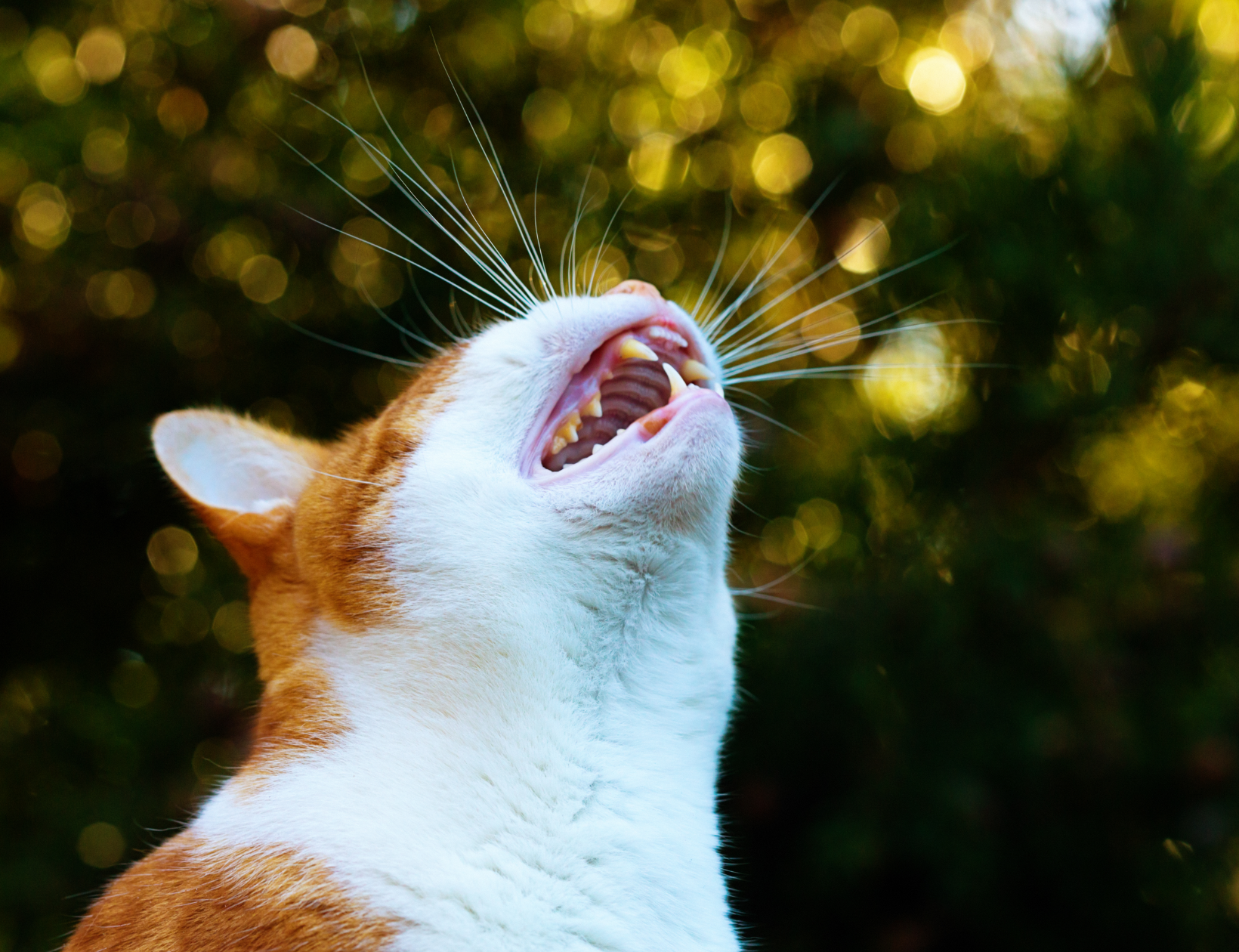 A ginger and white cat howling in a garden
