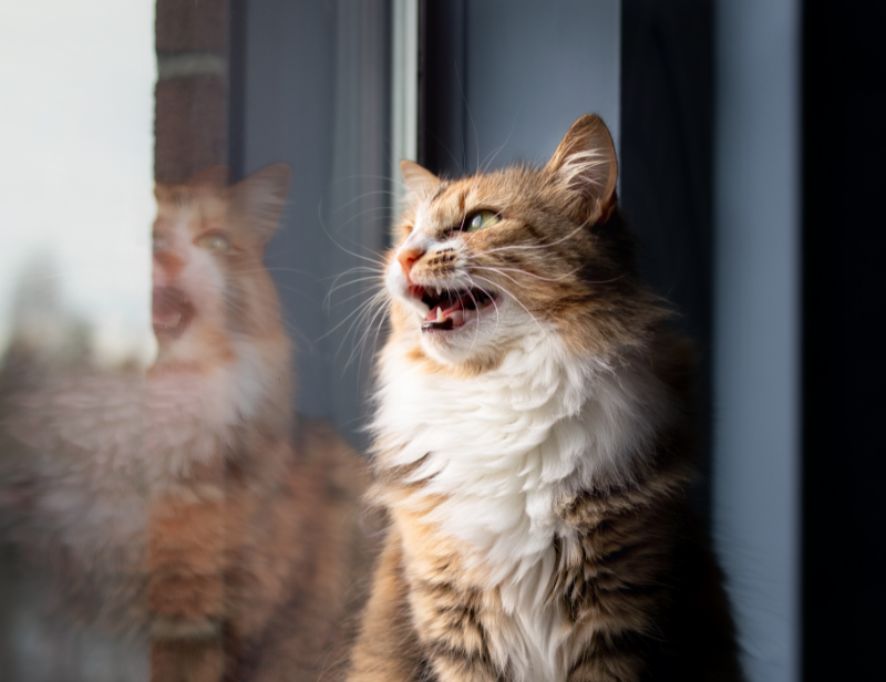 A cat looking out a window chirping and chattering at something
