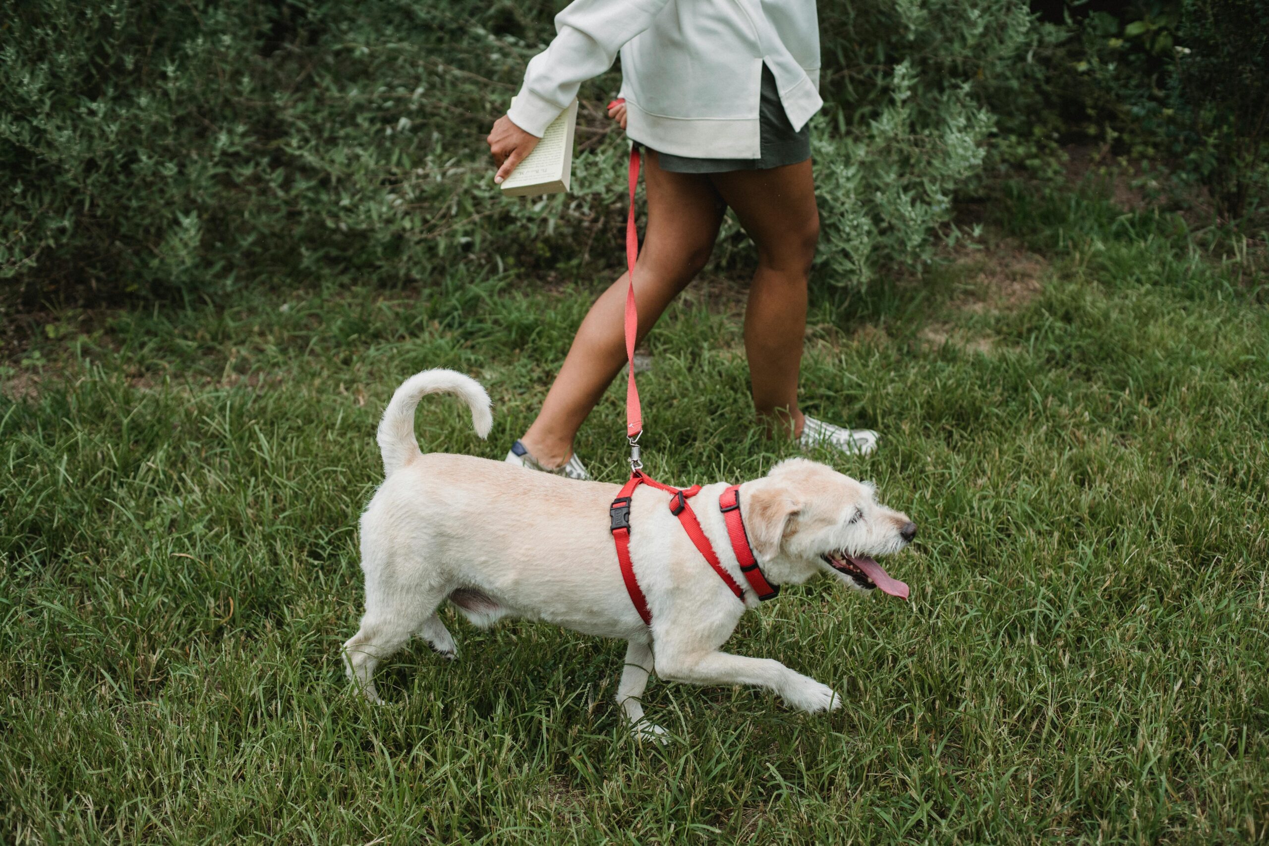 A white dog being walked on a harness through grass.