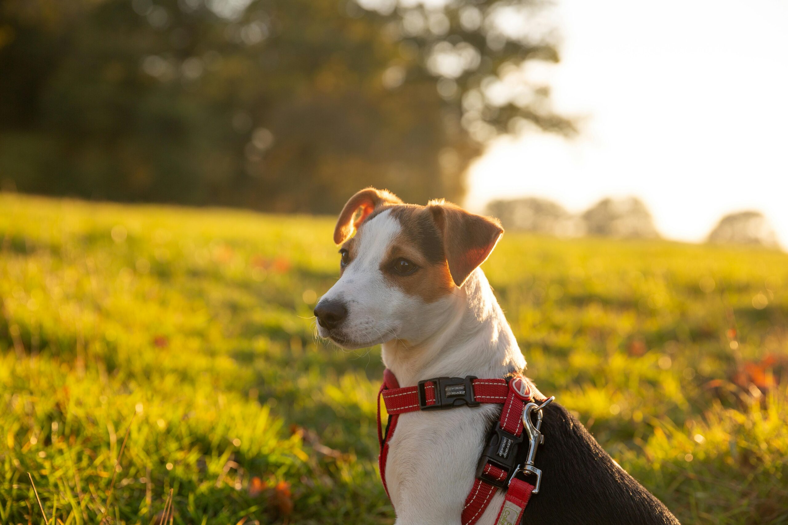 A brown and white dog wearing a red harness in a field.