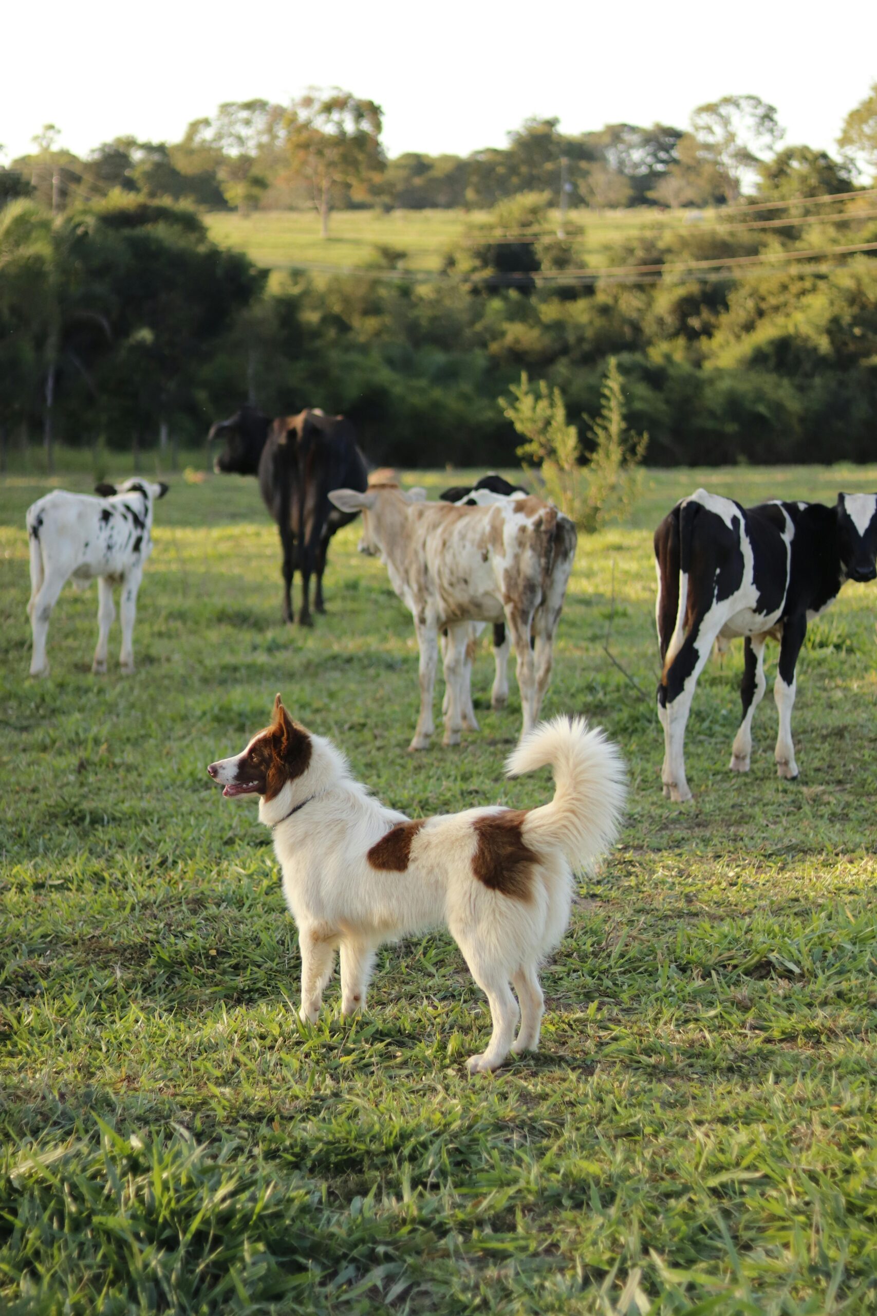 A brown and white dog off lead in a field containing cows.
