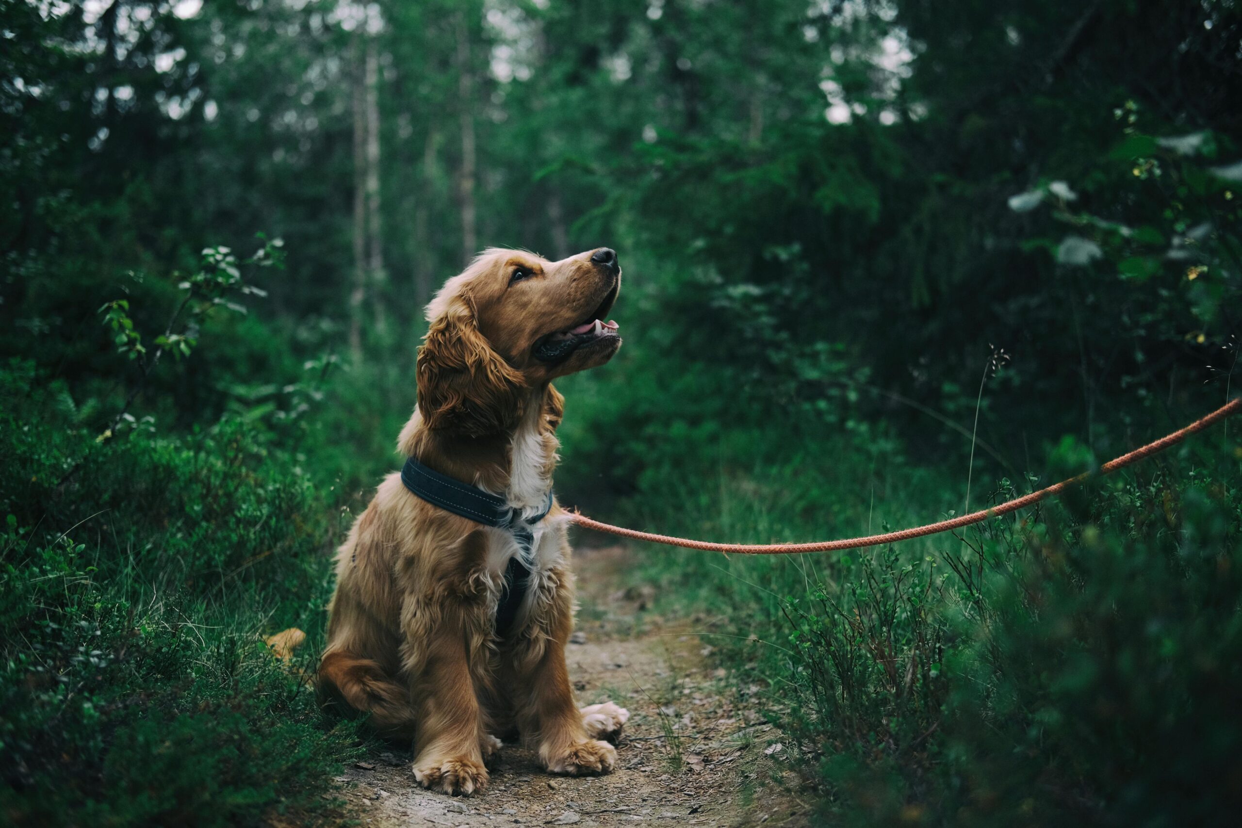 Spaniel sitting on a path in a woodland on a lead.