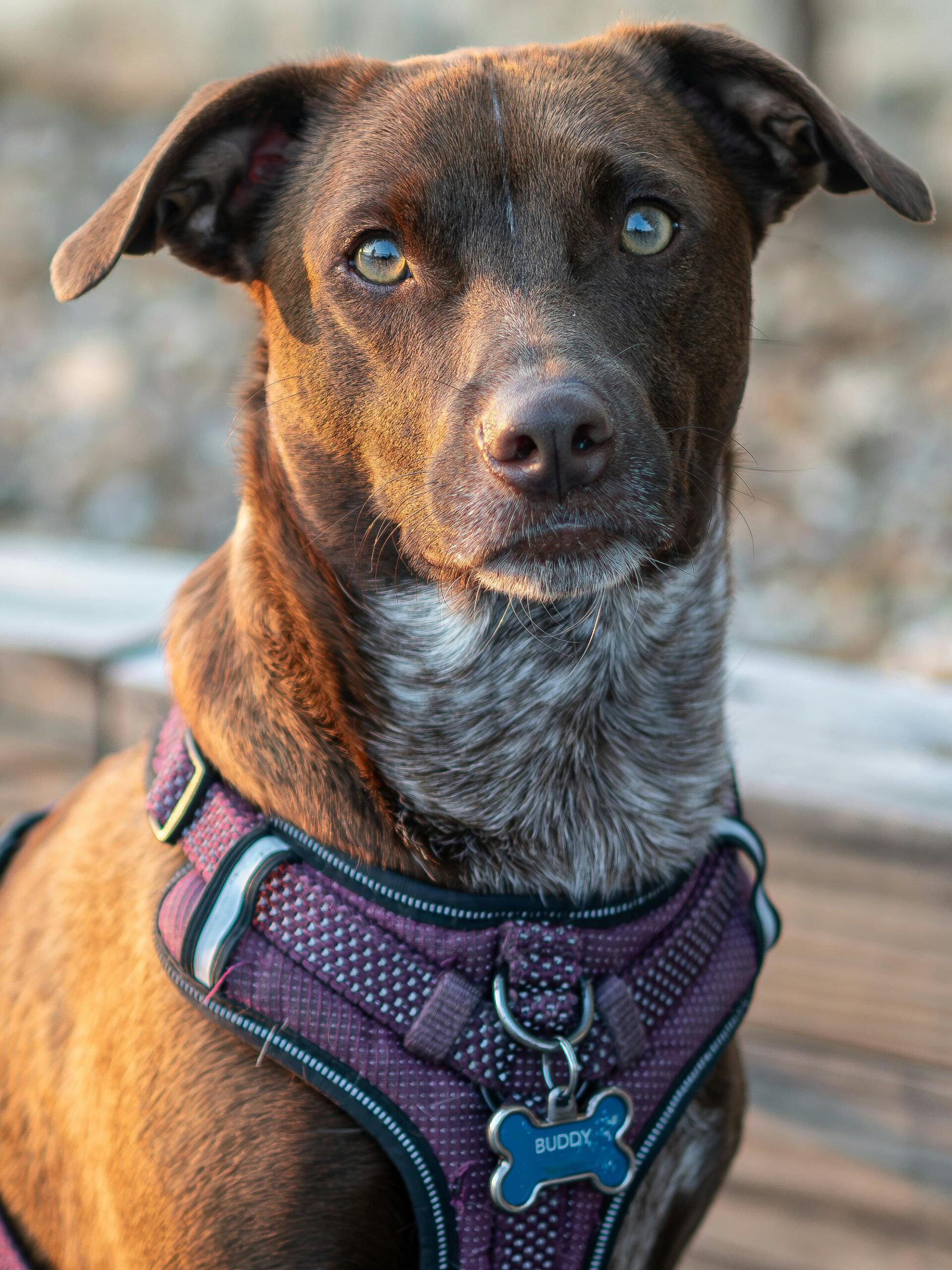 A brown dog wearing a purple harness.