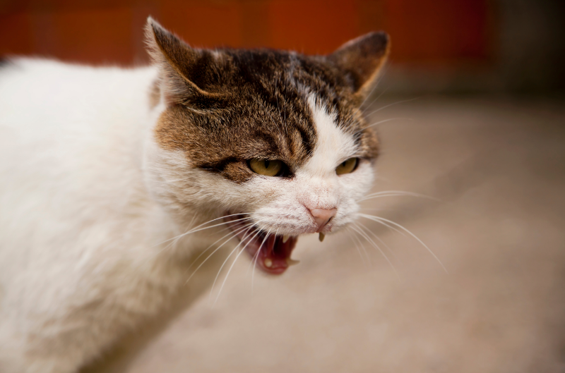 Hissing cat with ears back