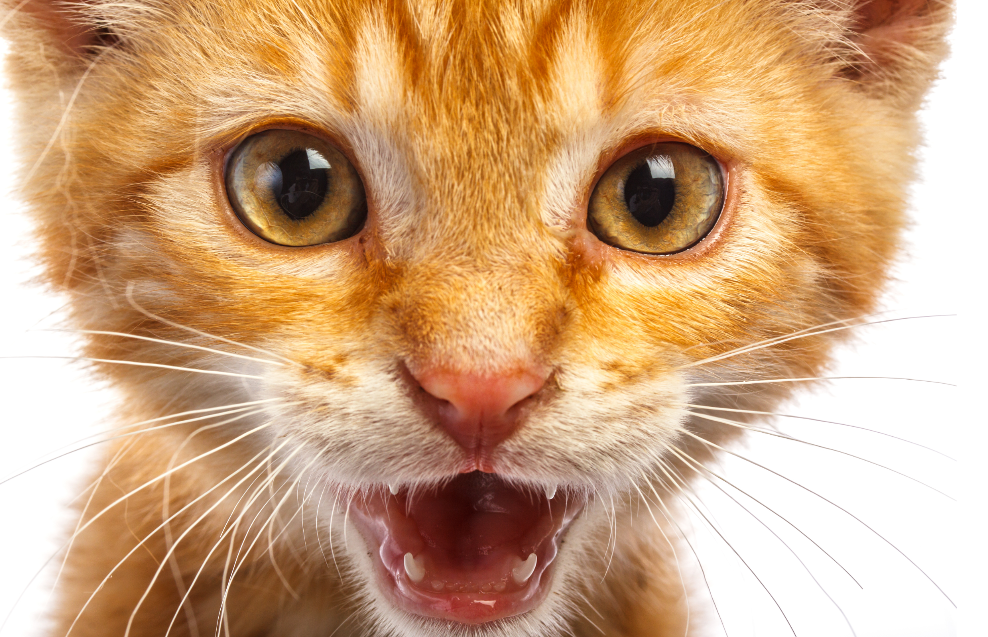 A ginger kitten meowing