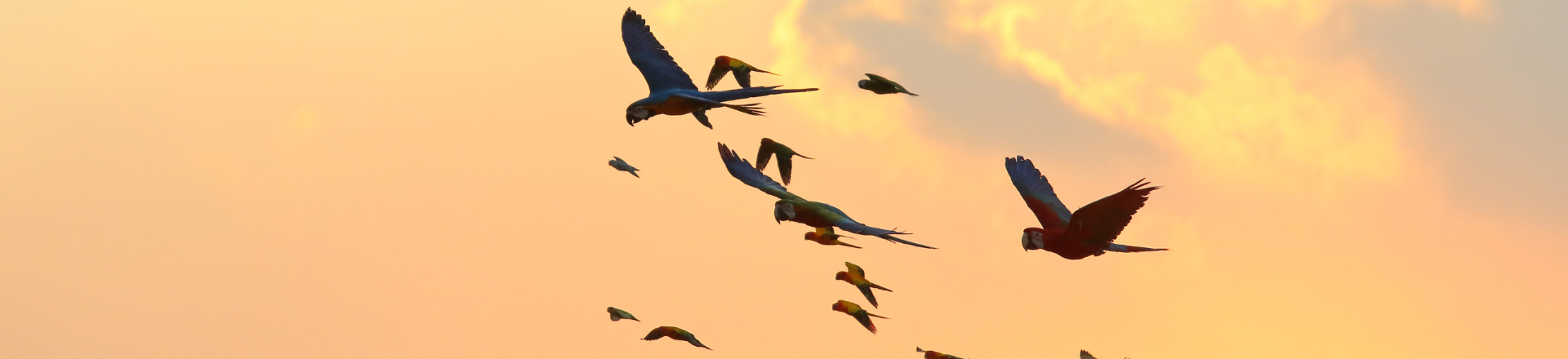 mixed-parrot-flock-sunrise