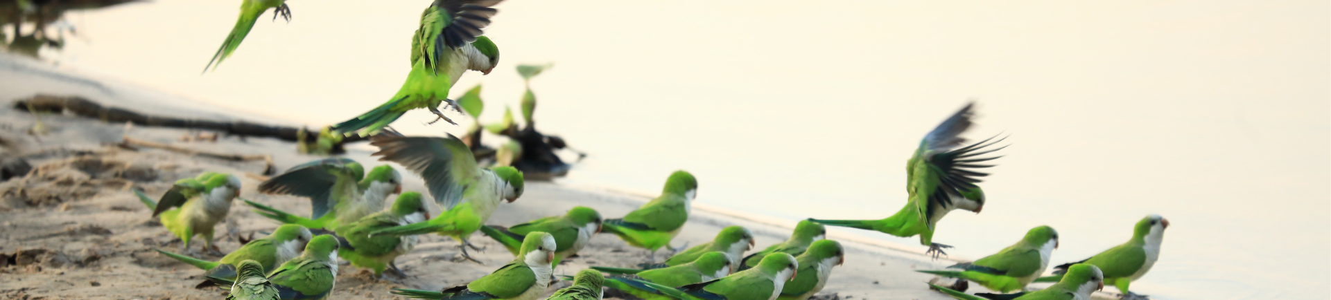 monk-parakeet-flock