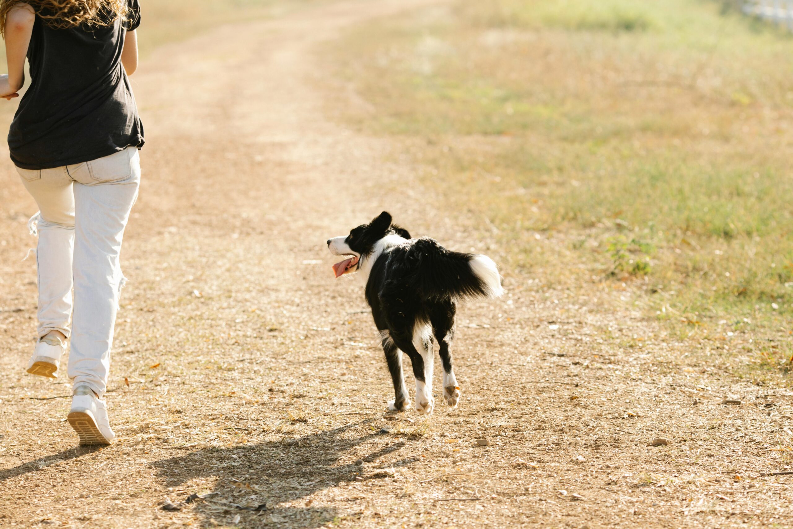 A Border Collie running alongside its owner