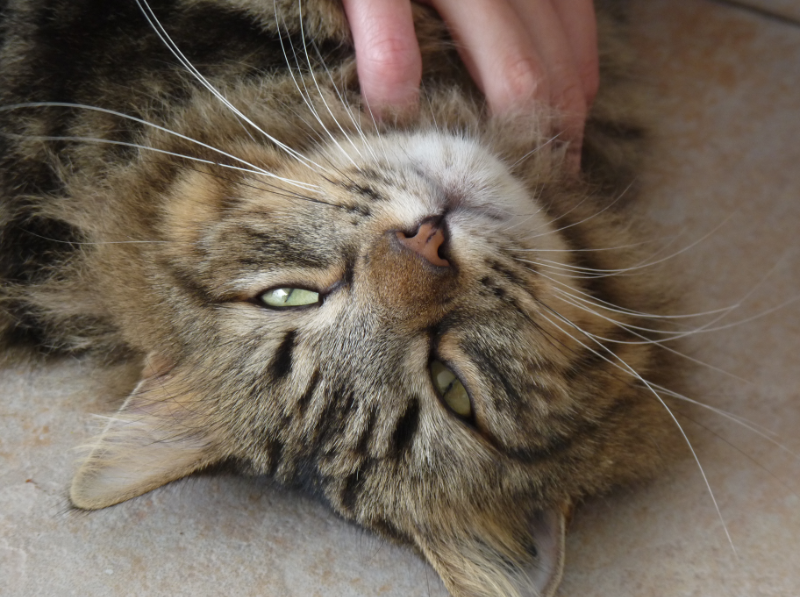 Purring cat while be scratched under the chin