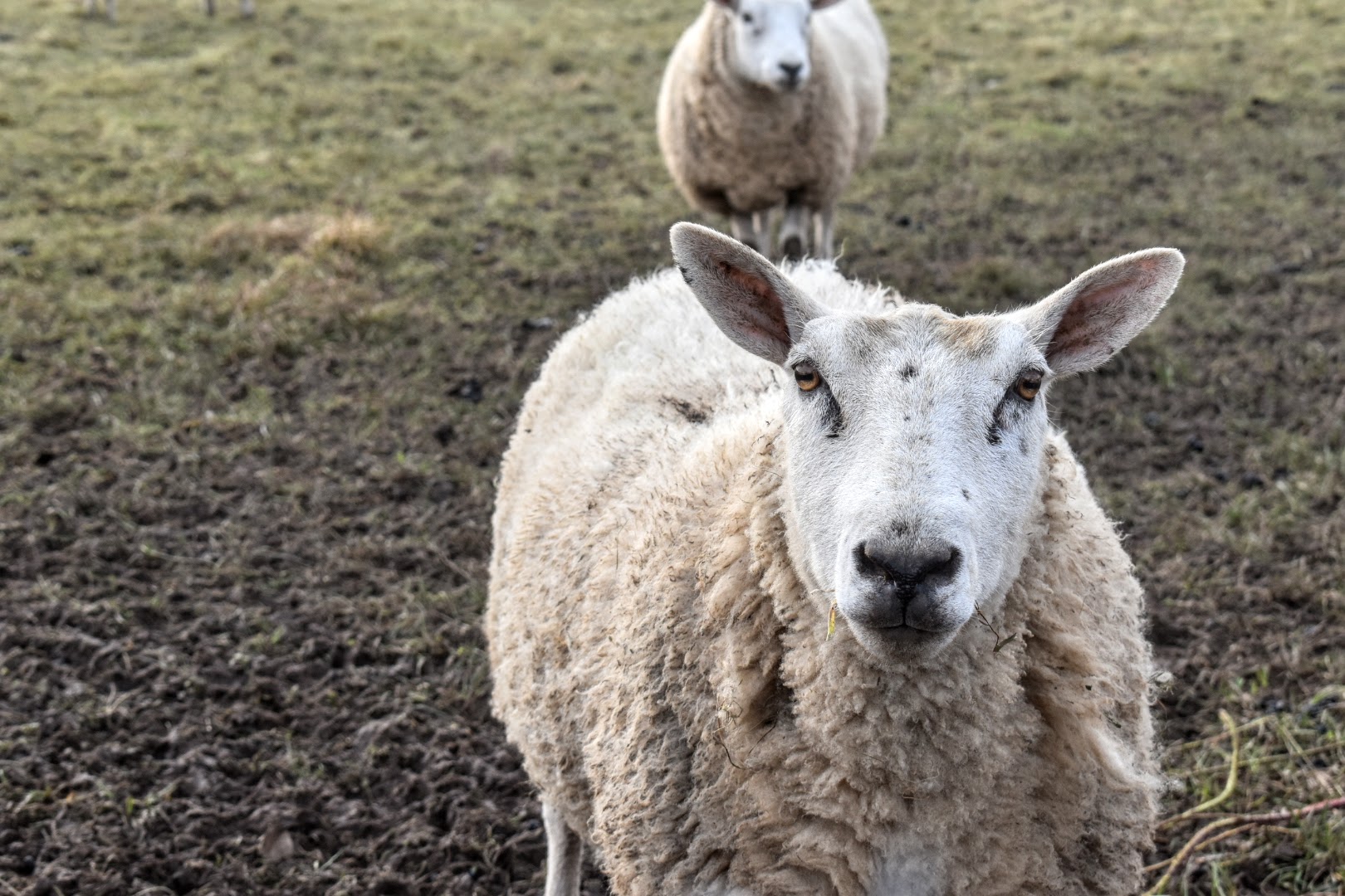 Sheep in a field.