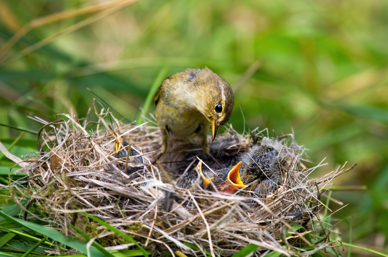 nesting willow warbler