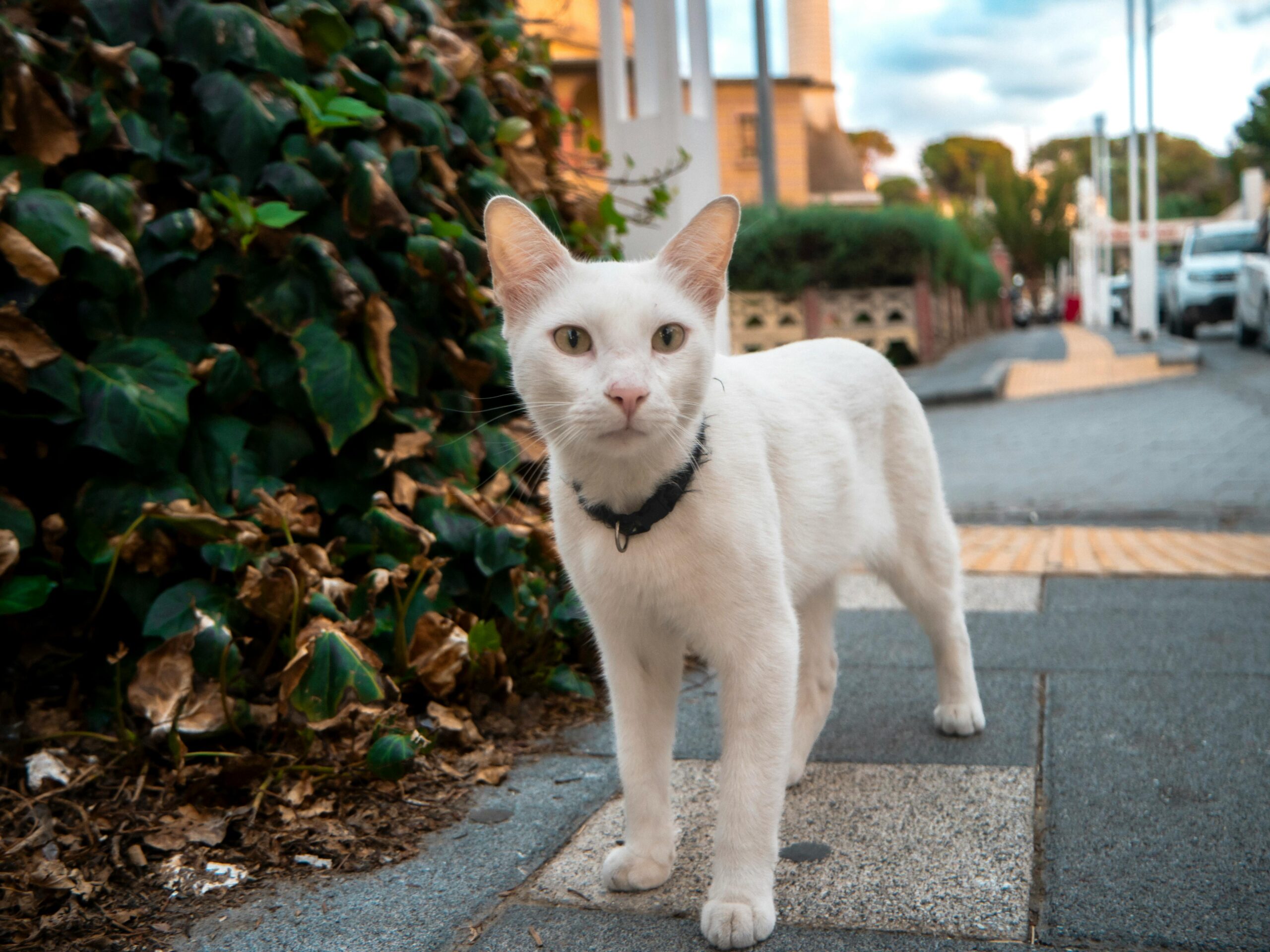 A white cat standing on a pavement