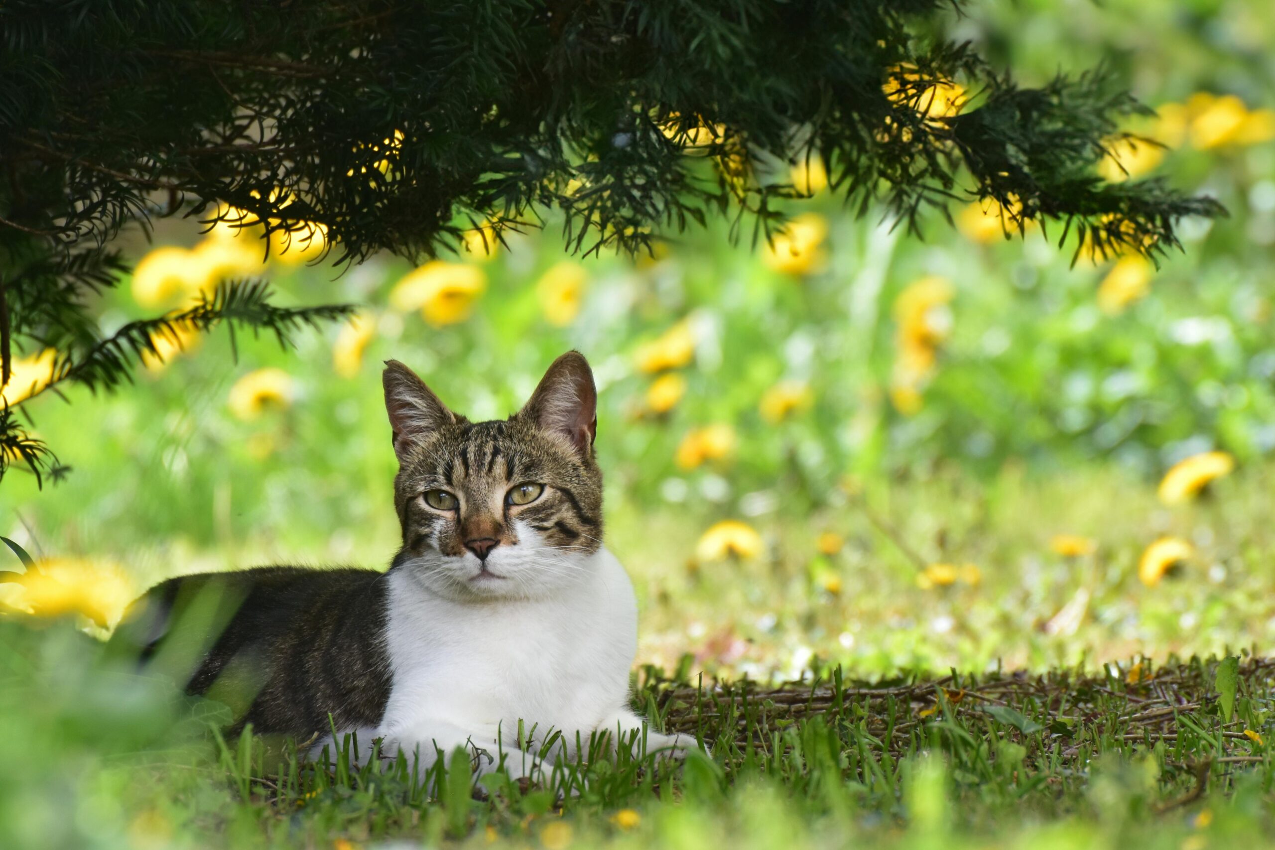 Cat sitting in grass outdoors.