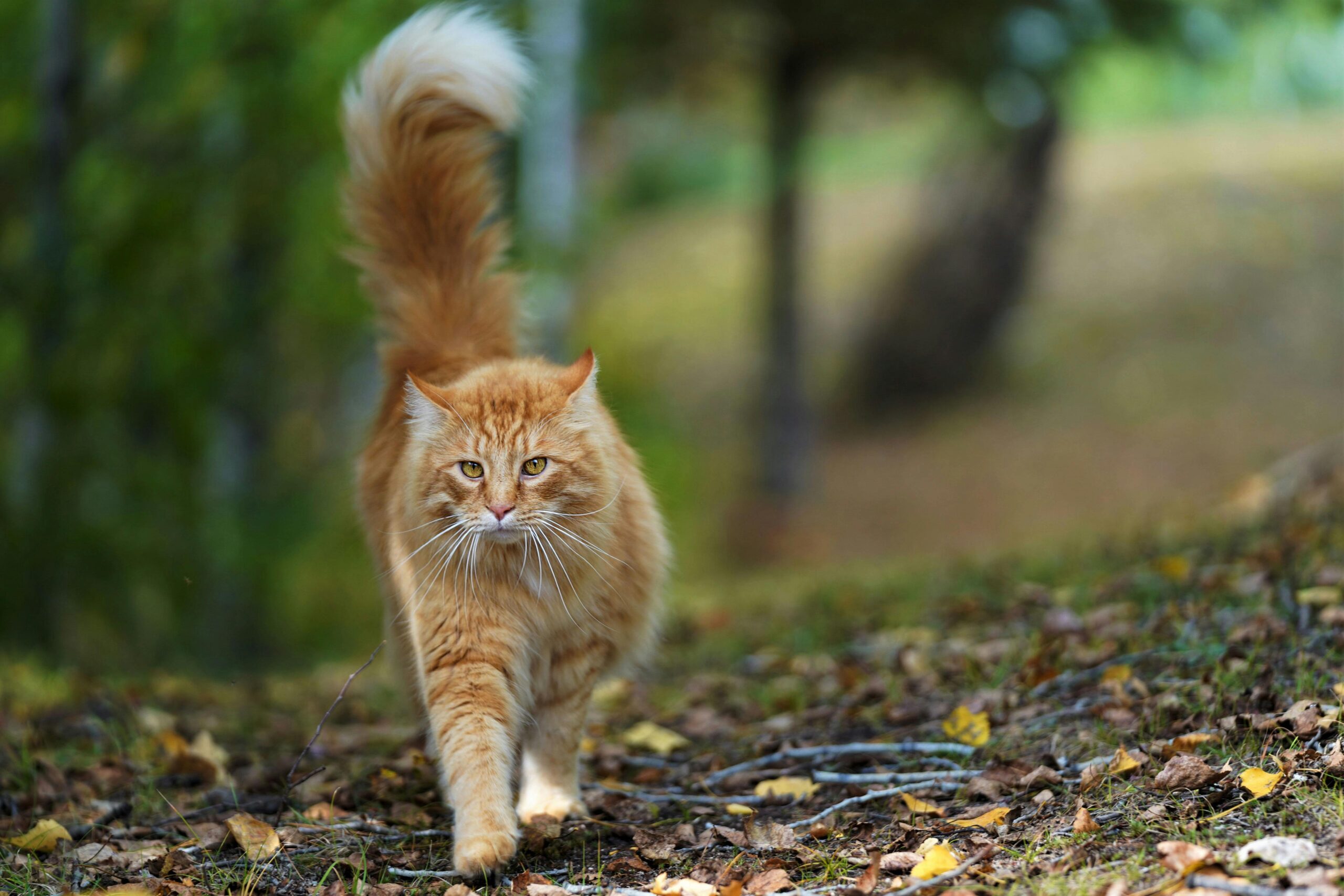 Ginger cat walking outdoors
