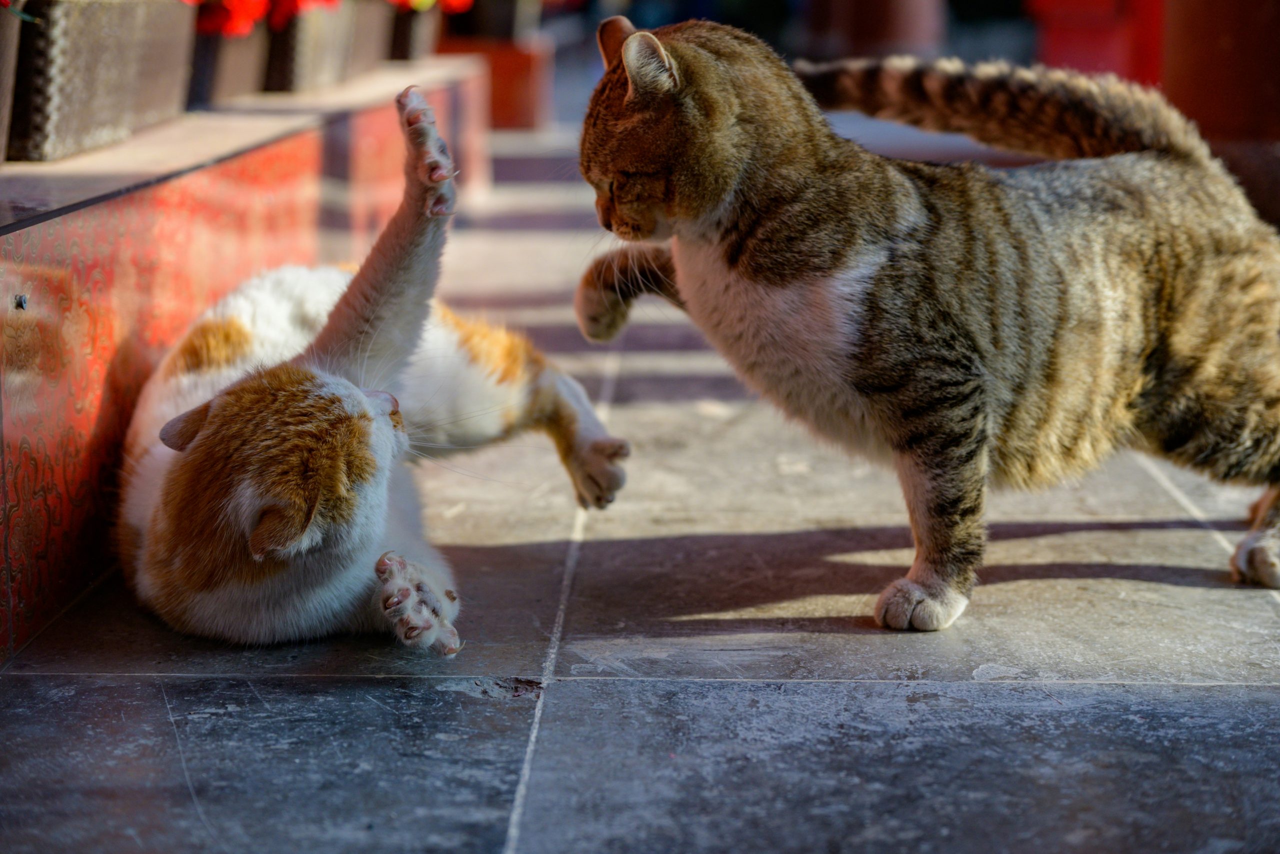 Two cats fighting