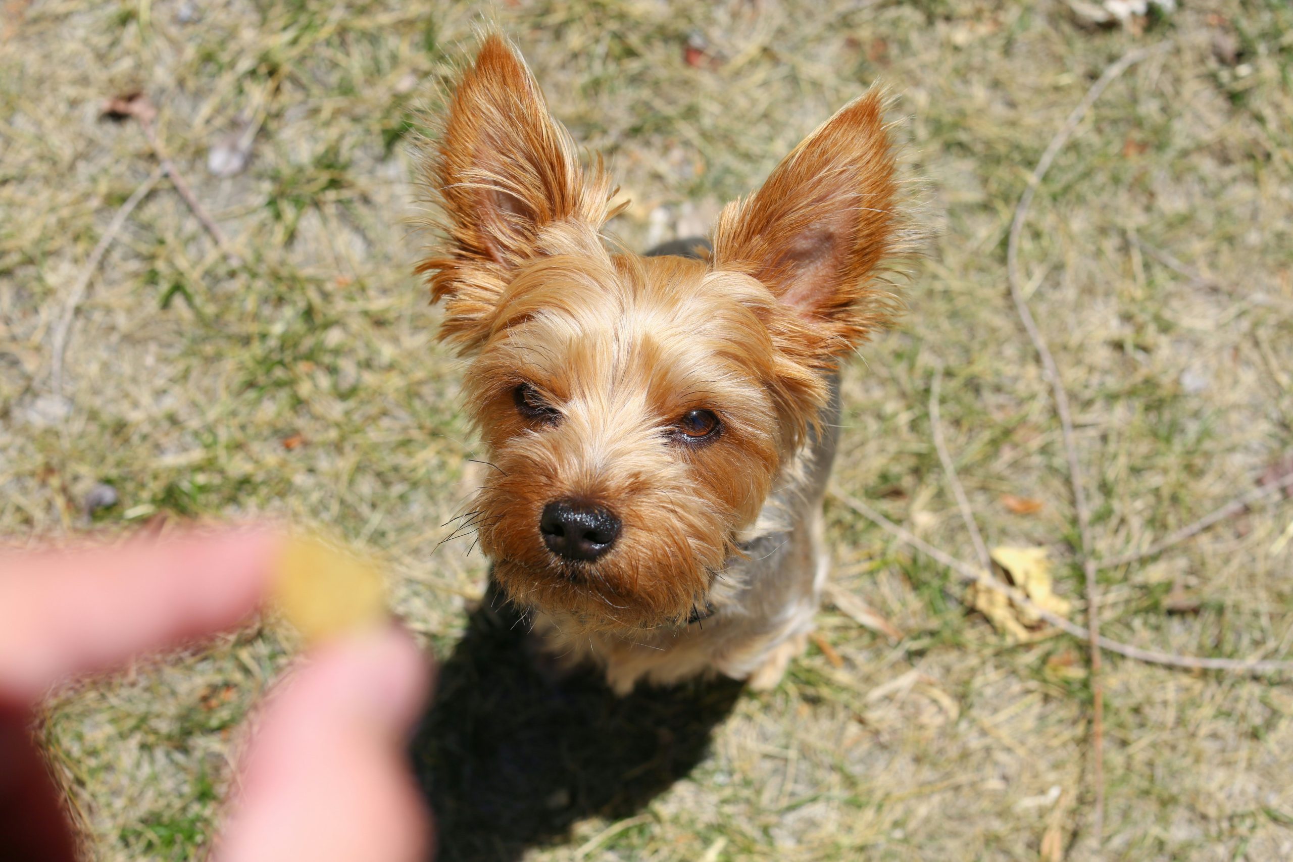 A dog receiving a treat during a reward-based dog training session